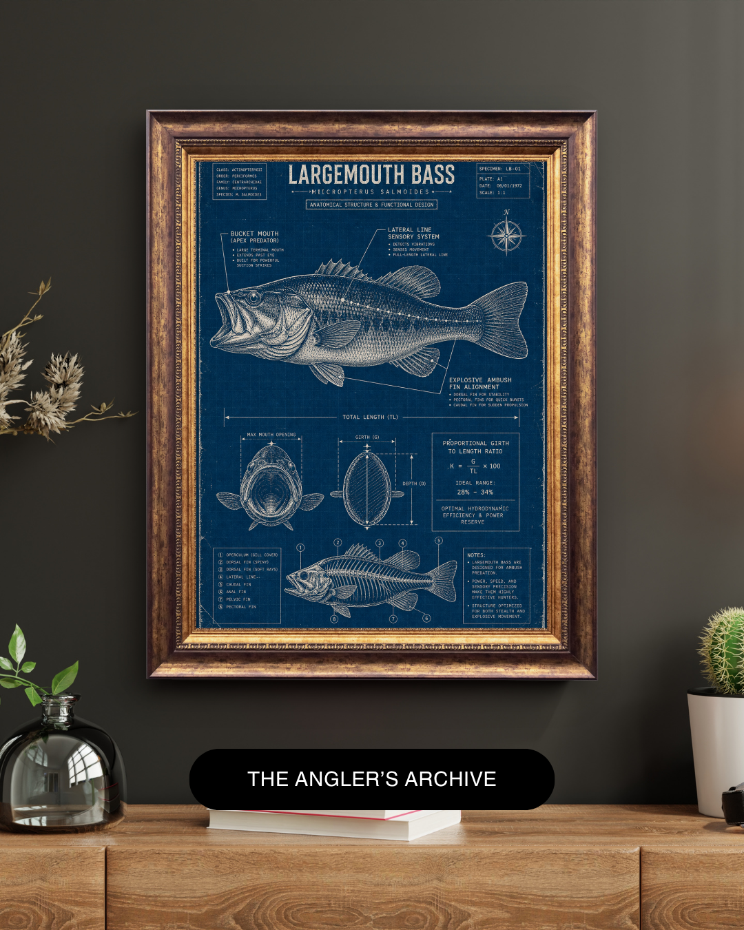 Largemouth Bass Blueprint Art Print | Fisherman’s Anatomy Collection